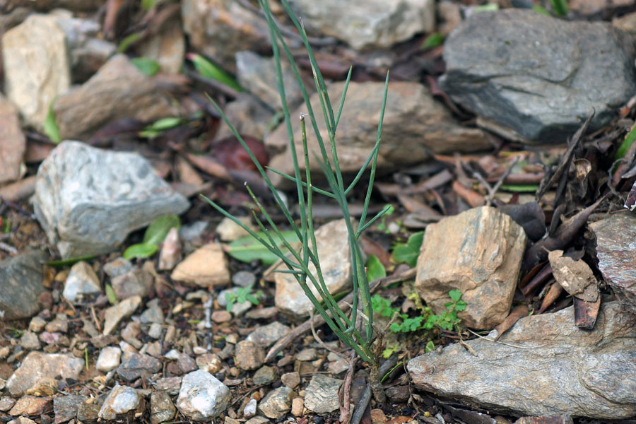 Genista aetnensis